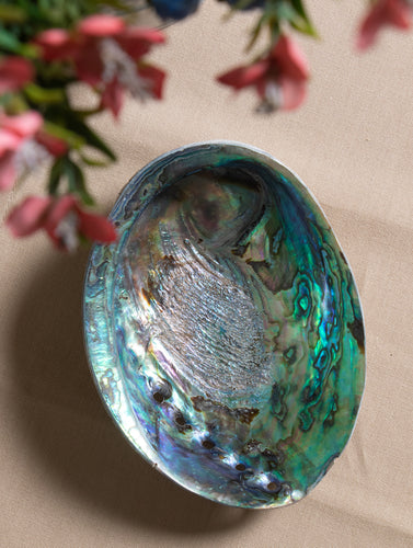 Abalone Shell Craft Soap Holder - The India Craft House 