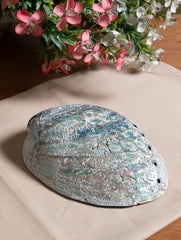 Abalone Shell Craft Soap Holders (Set of 3) - The India Craft House 