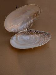 Shell Craft Evening Bag (With Sling)