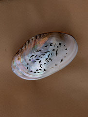 Shell Craft Multi-Utility Decorative Box (Oval; Rustic Wooden Base)